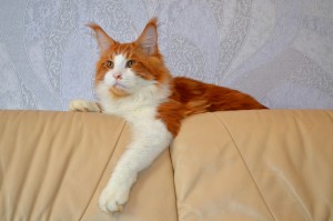 Bahus95